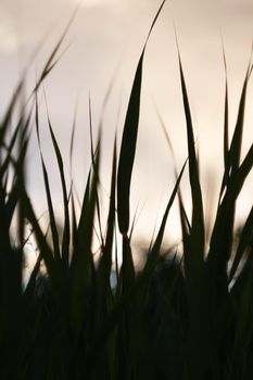 Green grass background in sunlight. Bright bokeh. Soft focus. Abstract natural background at sunset.