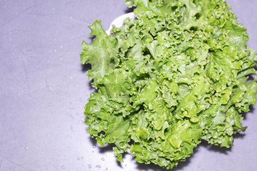 Curly, green, fragrant lettuce leaves for proper nutrition and human health...