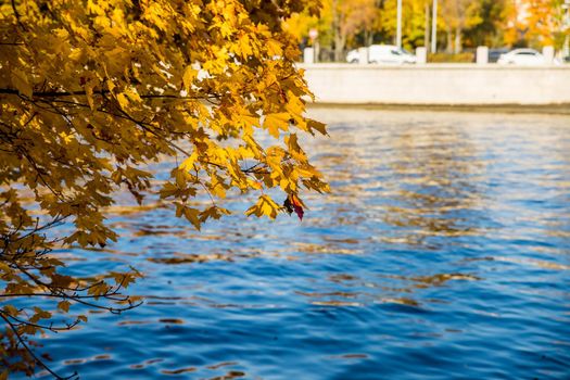 Bright colorful maple leaves float in the wind on dark blue background. Beautiful view of bright autumn leaves in the park on a sunny morning