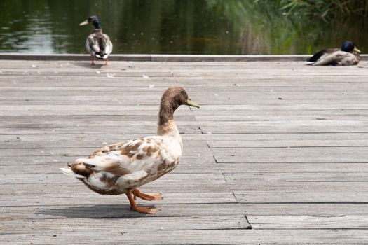 a variety of wild ducks are resting on a wooden platform near a forest pond against the backdrop of a mixed forest. High quality photo