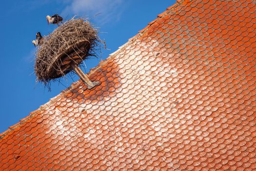 Stork nest in Colmar beautiful alsatian architecture at springtime, Eastern France