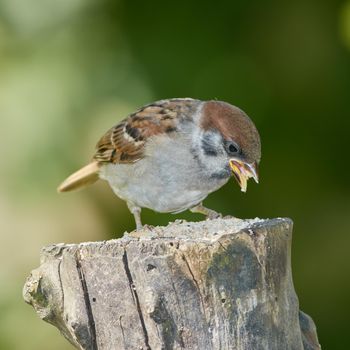 Sparrow. Sparrows are a family of small passerine birds, Passeridae. They are also known as true sparrows, or Old World sparrows, names also used for a particular genus of the family, Passer