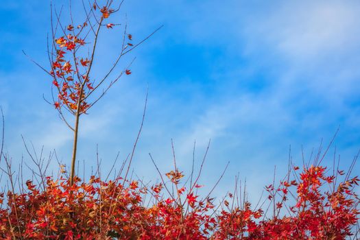 Autumn landscape with red trees in Gramado, rio Grande do Sul, Southern Brazil