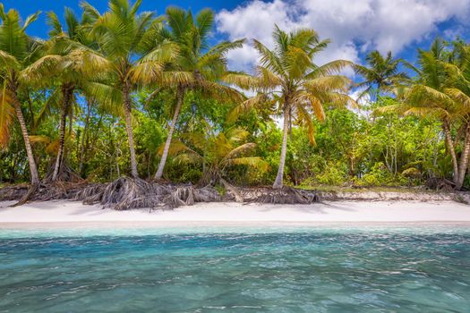 Tropical paradise: idyllic caribbean beach with palm trees, Punta Cana, Dominican Republic