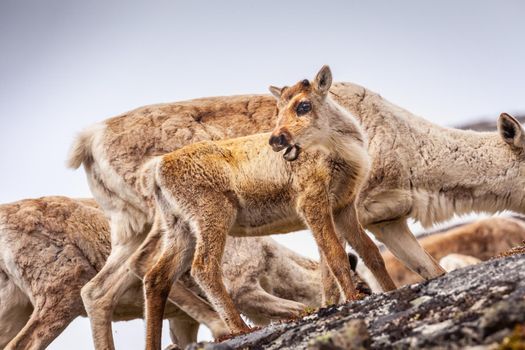 Group of young reindeers caribou walking in Norway tundra, Scandinavia
