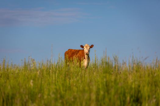 Single cow herding in southern Brazil countryside looking at camera