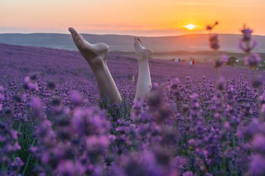 Selective focus. The legs of a girl stick out of the bushes, warm sunset light. Bushes of lavender purple in blossom, aromatic flowers at lavender fields of the French Provence near Valensole