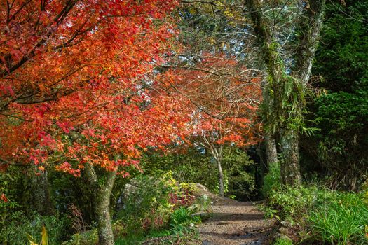 Autumn landscape with trees and araucarias in Gramado, rio Grande do Sul, Southern Brazil