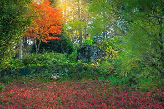 Autumn landscape with trees and araucarias in Gramado, rio Grande do Sul, Southern Brazil