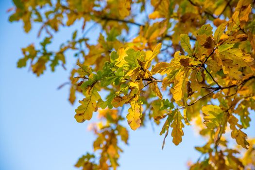 Colorful autumn oak leaves on a background of blue sky in sunny weather