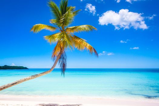 Tropical paradise: idyllic caribbean beach with palm tree, Punta Cana, Dominican Republic
