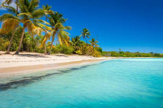 Tropical paradise: idyllic caribbean beach with palm trees, Punta Cana, Dominican Republic
