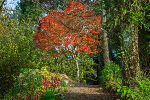 Autumn landscape with trees and araucarias in Gramado, rio Grande do Sul, Southern Brazil