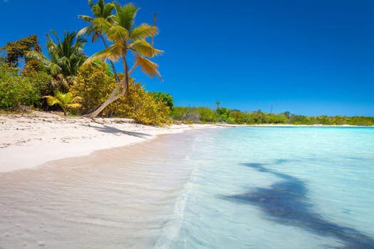 Tropical paradise: idyllic caribbean beach with palm trees, Punta Cana, Dominican Republic