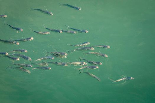 School of sardines young fish under translucent caribbean sea, Aruba beach, Dutch Antilles