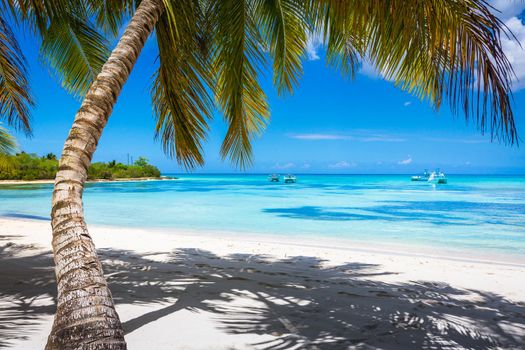 Tropical paradise: idyllic caribbean beach with single palm tree, Punta Cana, Dominican Republic