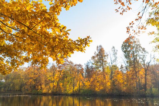 Colorful autumn oak leaves on a background of blue sky in sunny weather