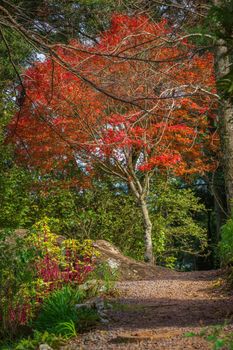 Autumn landscape with trees and araucarias in Gramado, rio Grande do Sul, Southern Brazil