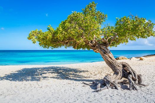 Idyllic translucent caribbean beach with Divi Divi tree in Aruba, Dutch Antilles