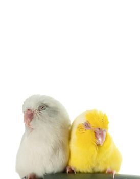 Pair of tiny white and yellow parrot parakeet Forpus bird Sleeping , white isolation background.