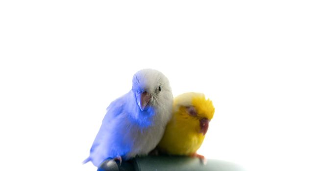 Pair of tiny parrot parakeet white and yellow Forpus bird.