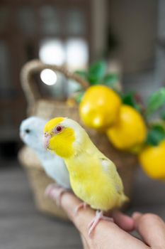 Couple Forpus little tiny Parrots bird is perched on the hand.