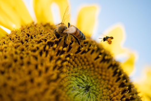 Tiny honey bee pollinating from yellow sunflower in the field.