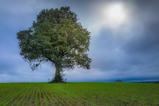 Single tree in wheat field and dramatic sky at evening in Tuscany