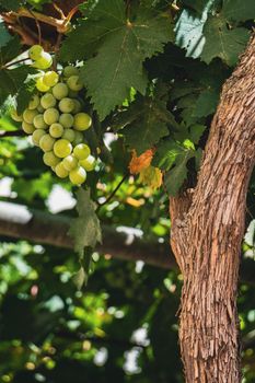 close-up of a bunch of green grapes on the vine illuminated by the sun's rays