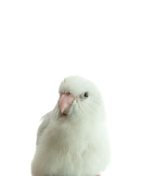 Tiny white parrot parakeet Forpus bird, white isolation background.