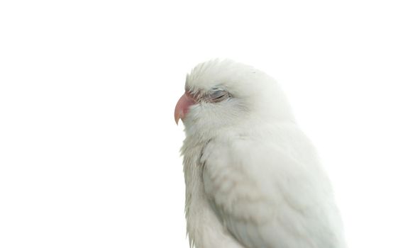 Tiny white parrot parakeet Forpus bird, white isolation background.