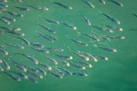 School of sardines young fish under translucent caribbean sea, Aruba beach, Dutch Antilles