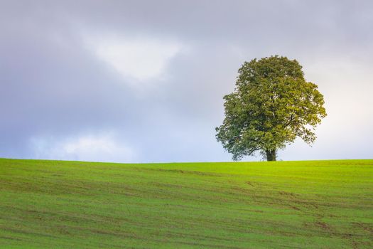 Single tree in wheat field and dramatic sky at evening in Tuscany