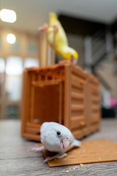 Couple Forpus, little tiny parrots bird on a wooden cage with funny face.