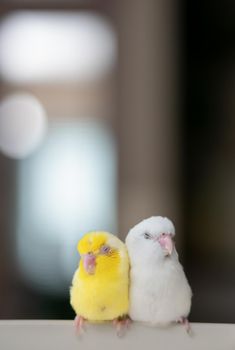 Pair of tiny parrot parakeet white and yellow Forpus bird.