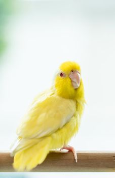 Yellow Forpus, little tiny parrots bird on a wooden perch.