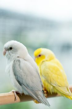 Couple Forpus, little tiny parrots bird on a wooden perch.