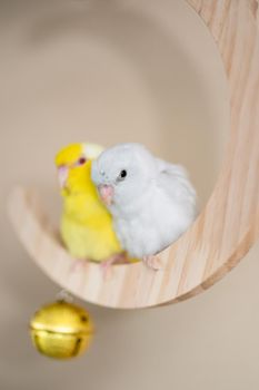 Couple Forpus, little tiny parrots bird perched on a mini crescent moon wooden swing.