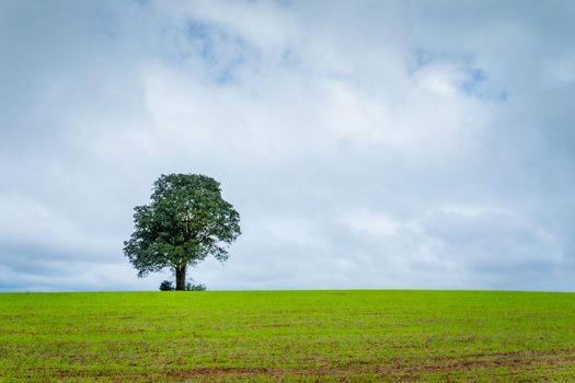 Single tree in wheat field and dramatic sky at evening in Tuscany