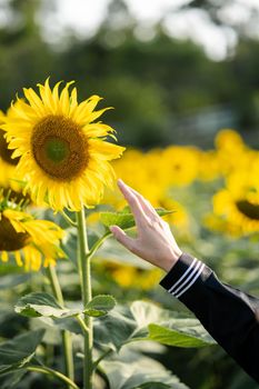 Woman hand reaching forwards to touch sunflower.