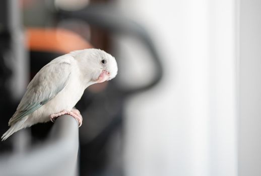 Tiny white parrot parakeet Forpus bird.