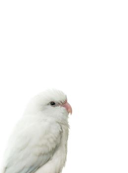 Tiny white parrot parakeet Forpus bird, white isolation background.