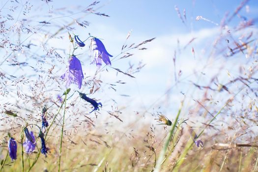 Lilac bells in the field, against the background of the rotten grass. High quality photo