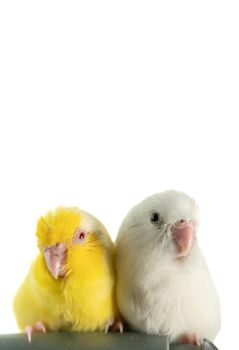 Pair of tiny parrot parakeet white and yellow Forpus bird.