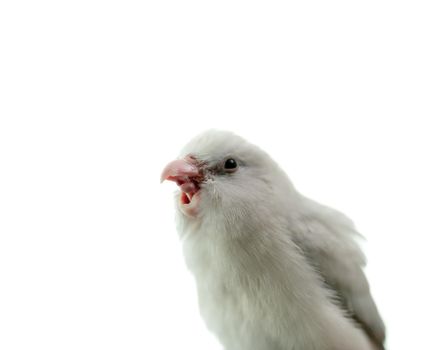 Tiny white parrot parakeet Forpus bird, white isolation background.