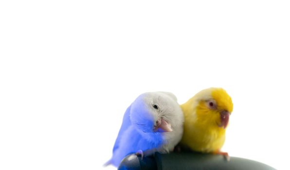 Pair of tiny parrot parakeet white and yellow Forpus bird.