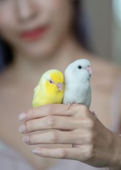 Woman with tiny yellow and white parrot Forpus bird.