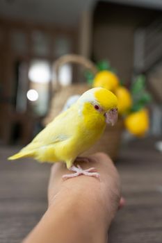 Forpus little tiny Parrots bird is perched on the hand.