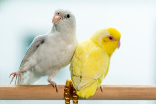 Couple Forpus, little tiny parrots bird on a wooden perch.