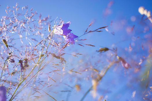 Lilac bells in the field, against the background of the rotten grass. High quality photo